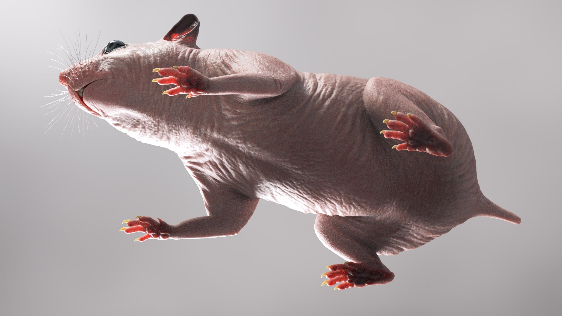 hamster animal rodent model https://p.turbosquid.com/ts-thumb/cU/ONyEMd/EBgAl1LM/beauty34/jpg/1606945511/1920x1080/fit_q87/6b2d6a41dc9a2a4f5a55f76dbb63ec1aa639b22e/beauty34.jpg