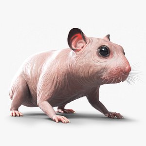 hamster animal rodent model