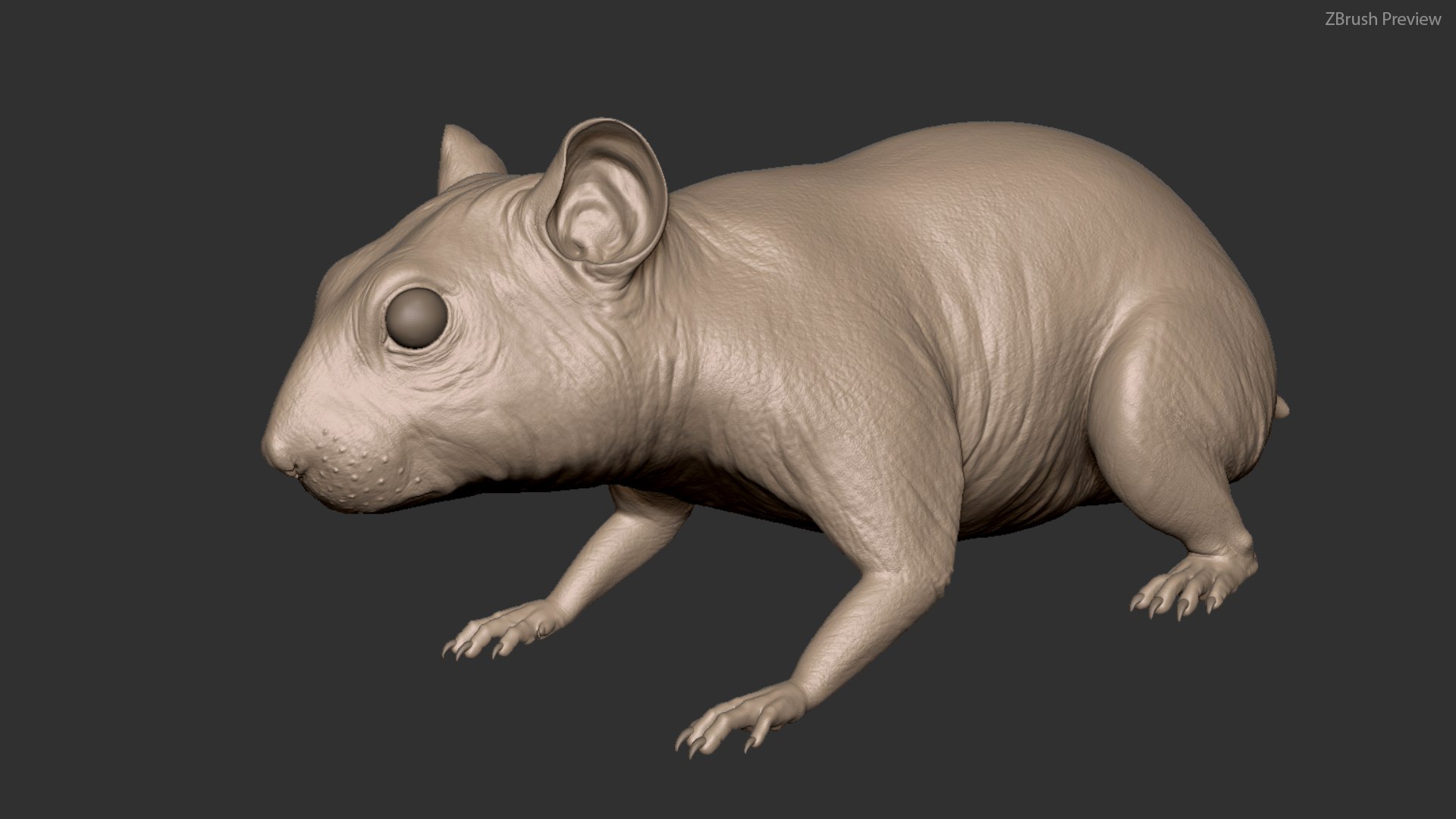 hamster animal rodent model https://p.turbosquid.com/ts-thumb/cU/ONyEMd/Yv0mNPZH/z01/jpg/1606944001/1920x1080/fit_q87/2461d6dc41475a1e112efe84ebd5c09979823df3/z01.jpg