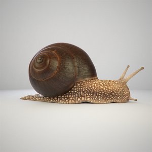 Snail