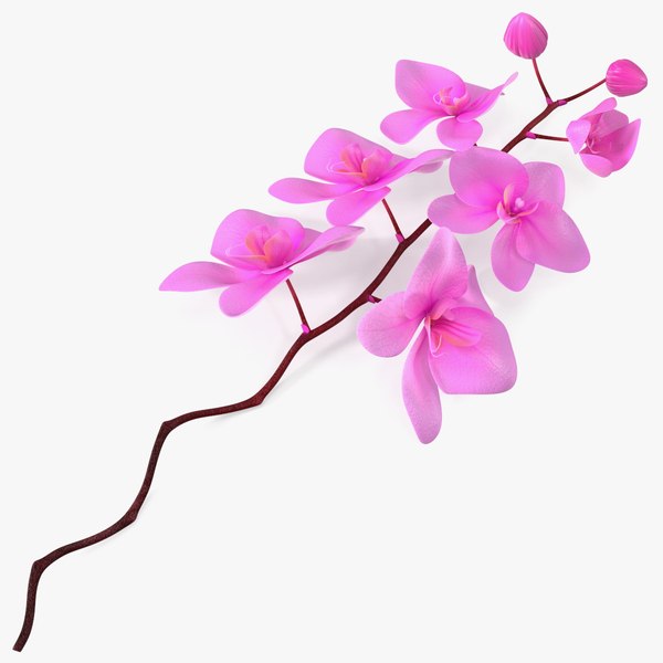 3D Small Stem of Pink Orchid