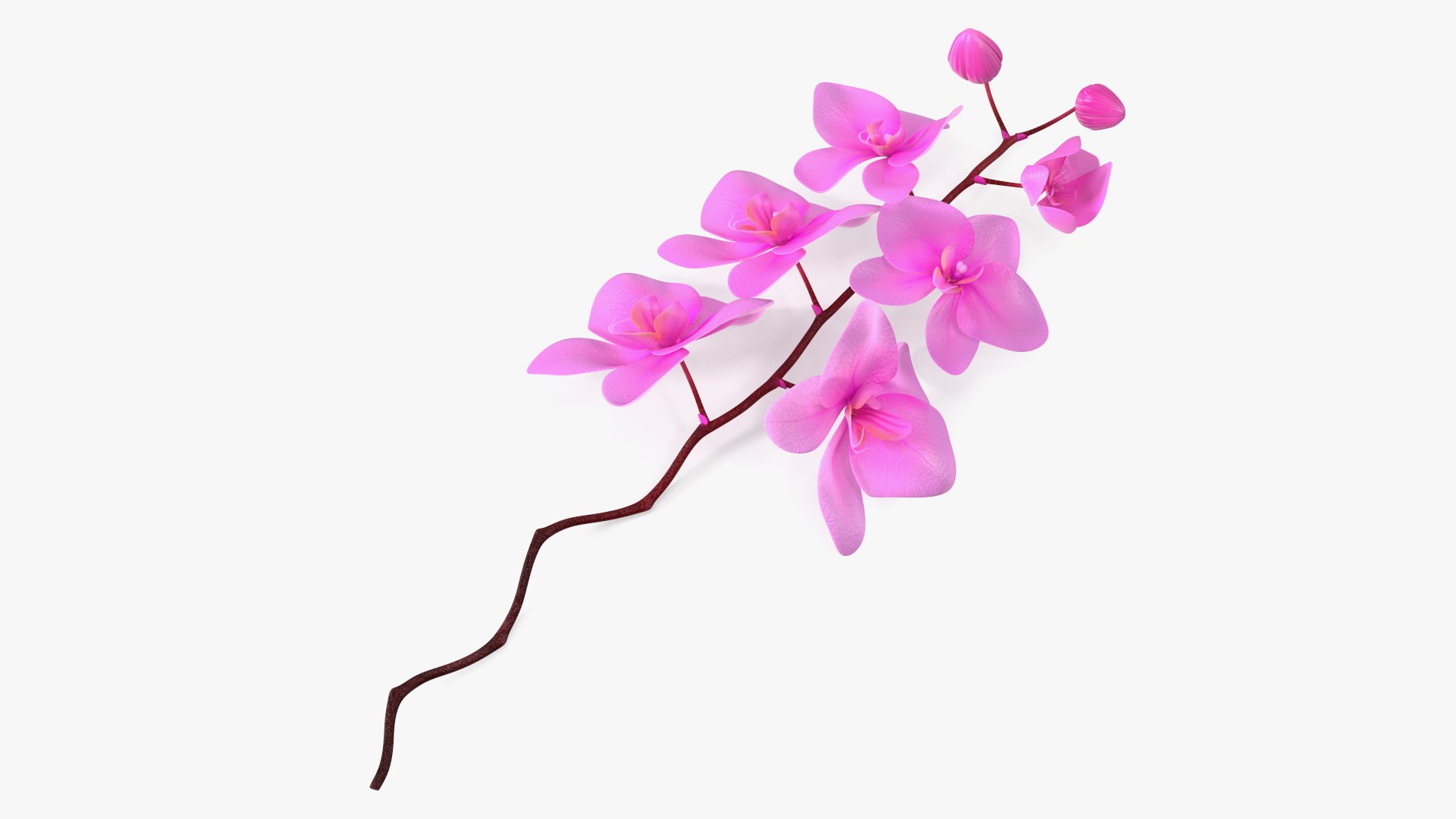 Small Stem of Pink Orchid 3D model preview