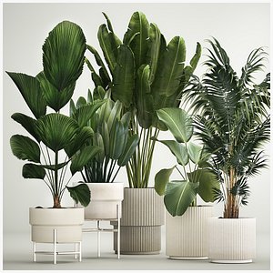 Set of plants in pots from Likuala Strelitzia palm 1199 3D model