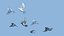 maya pigeons flying