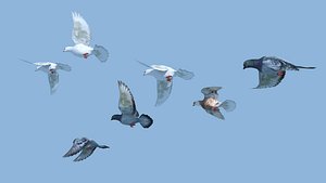 maya pigeons flying