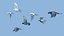 maya pigeons flying