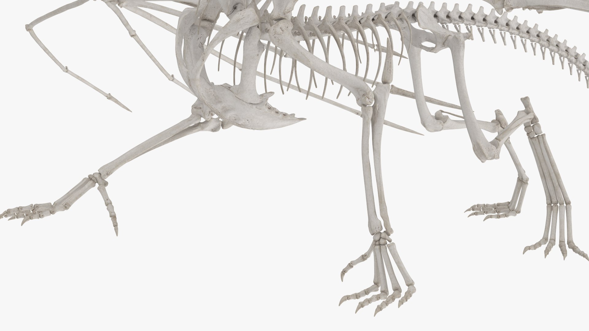 Fantasy Dragon Creature and Skeleton Rigged for Cinema 4D Collection 3D model https://p.turbosquid.com/ts-thumb/cV/BQNEui/lL/fantasy_dragon_creature_and_skeleton_rigged_for_cinema_4d_collection_016/jpg/1769941176/1920x1080/fit_q87/43ea644b53eba3a1f9c9e6267deb38d5f83b0df8/fantasy_dragon_creature_and_skeleton_rigged_for_cinema_4d_collection_016.jpg