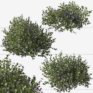 3D Set of Greater periwinkle or Vinca major Plant