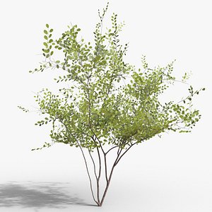 Amelanchier lamarckii Multistem