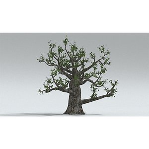 laos Old Oak