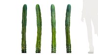 Single San Pedro Cacti Trichocerues pachanoi