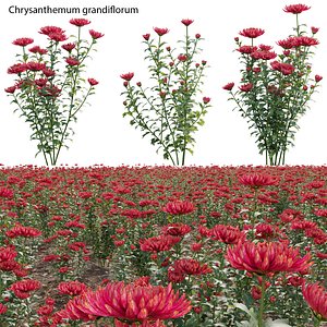3D Chrysanthemum grandiflorum 03