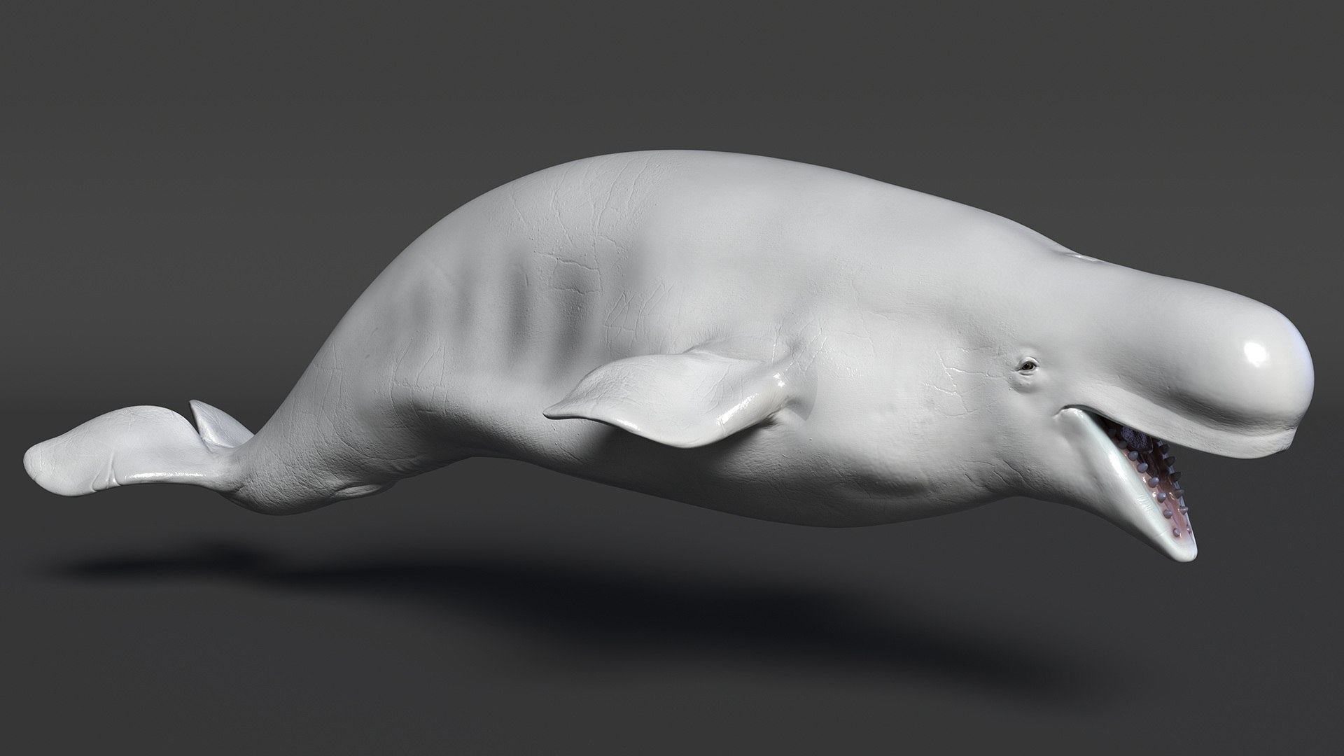 3D Beluga Whale Adult Rigged https://p.turbosquid.com/ts-thumb/cV/oIgjW8/4E/belugawhaleadultriggedmb3dmodel017/jpg/1676340370/1920x1080/fit_q87/fcc1255fc9aaa5495d8a548b14fb559dbb9b2908/belugawhaleadultriggedmb3dmodel017.jpg
