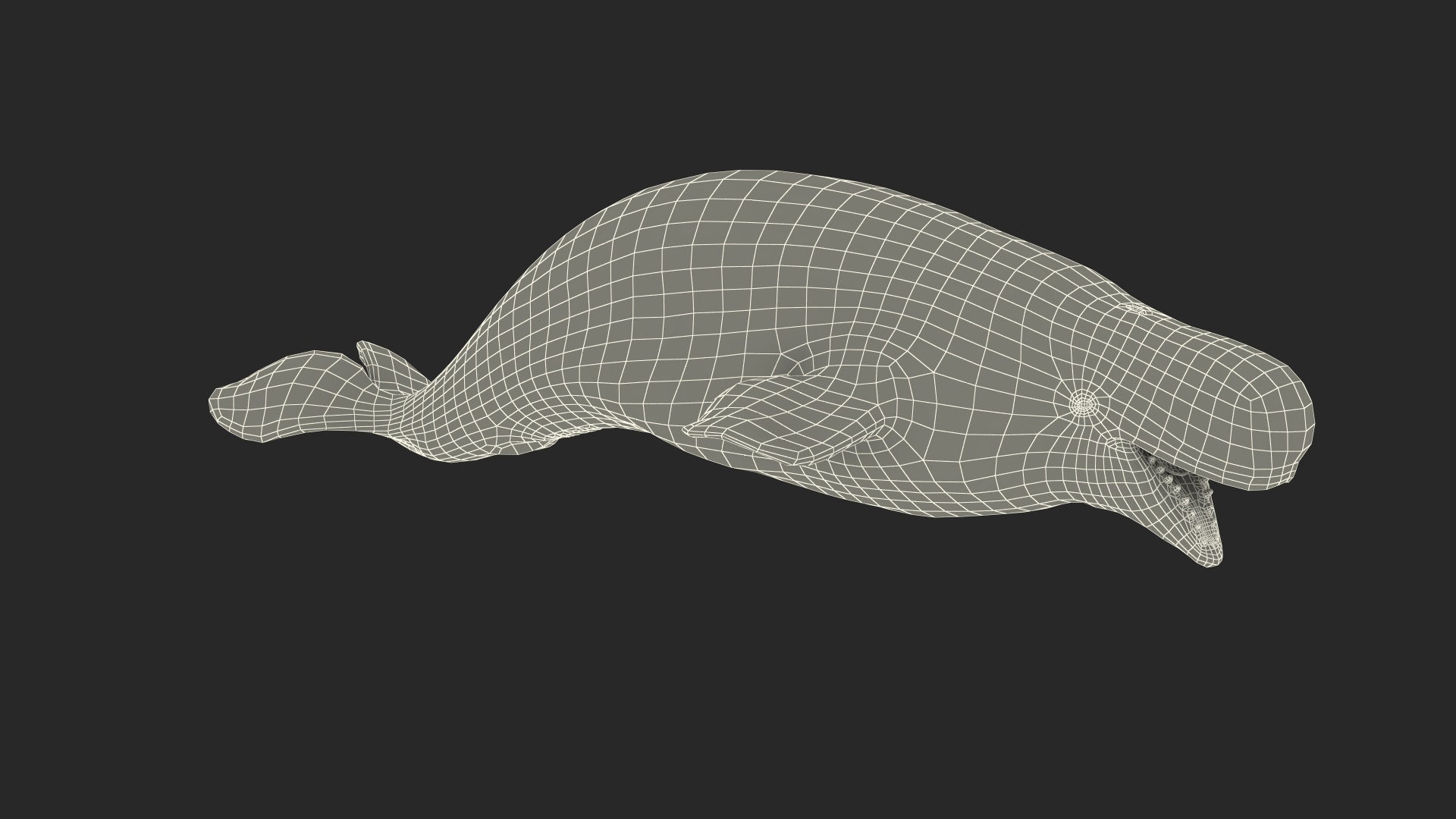 3D Beluga Whale Adult Rigged https://p.turbosquid.com/ts-thumb/cV/oIgjW8/4y/beluga_whale_adult_rigged_361/jpg/1676339974/1920x1080/turn_fit_q99/ae0a5ac2e47ebed5f622cce41a1daecd9aac5fcb/beluga_whale_adult_rigged_361-1.jpg