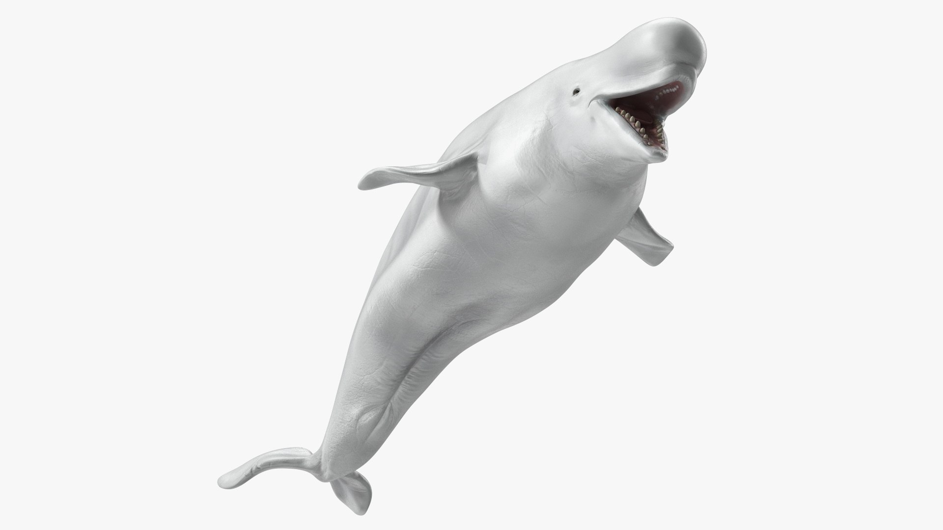 Beluga Whale Adult Rigged 3D model preview
