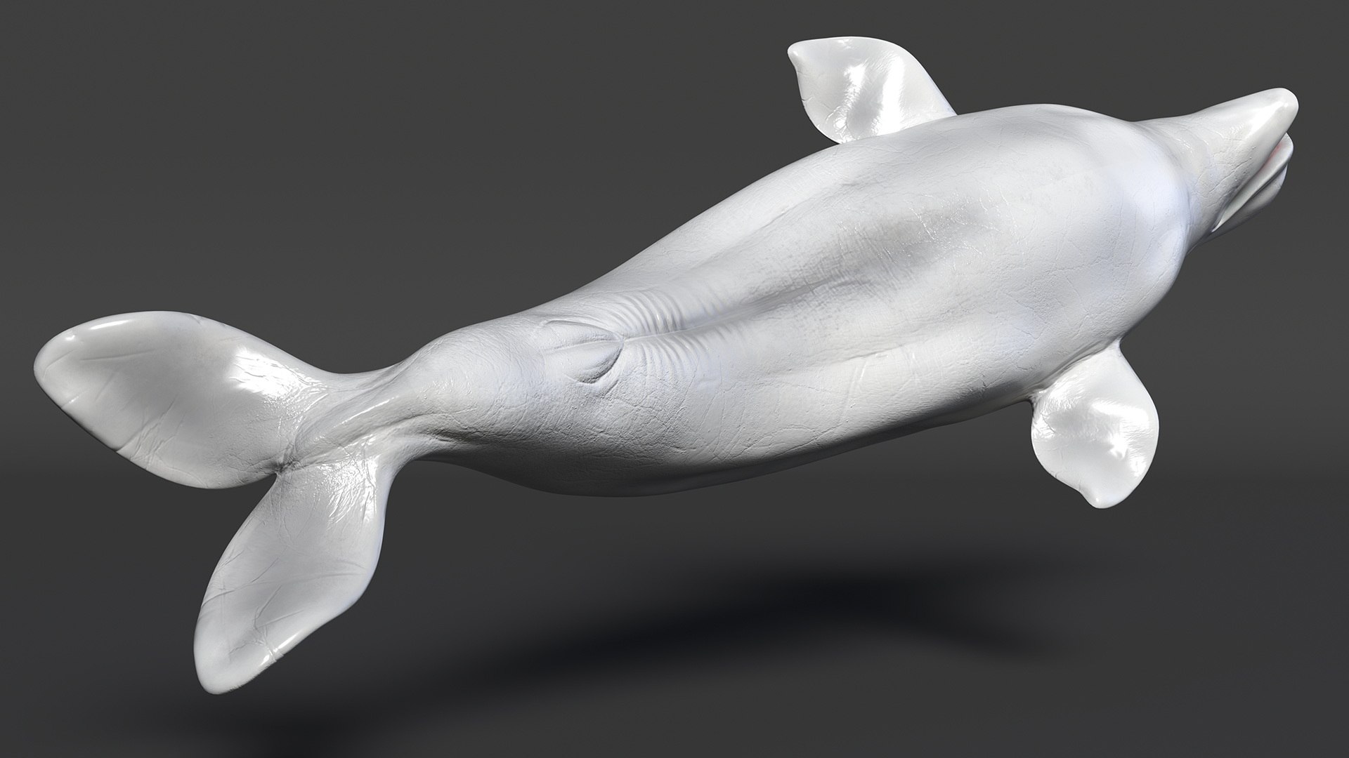 3D Beluga Whale Adult Rigged https://p.turbosquid.com/ts-thumb/cV/oIgjW8/Xb/belugawhaleadultriggedmb3dmodel018/jpg/1676340373/1920x1080/fit_q87/fc8d34627ffa79242ce6bd8b50ff67dc01b0675e/belugawhaleadultriggedmb3dmodel018.jpg