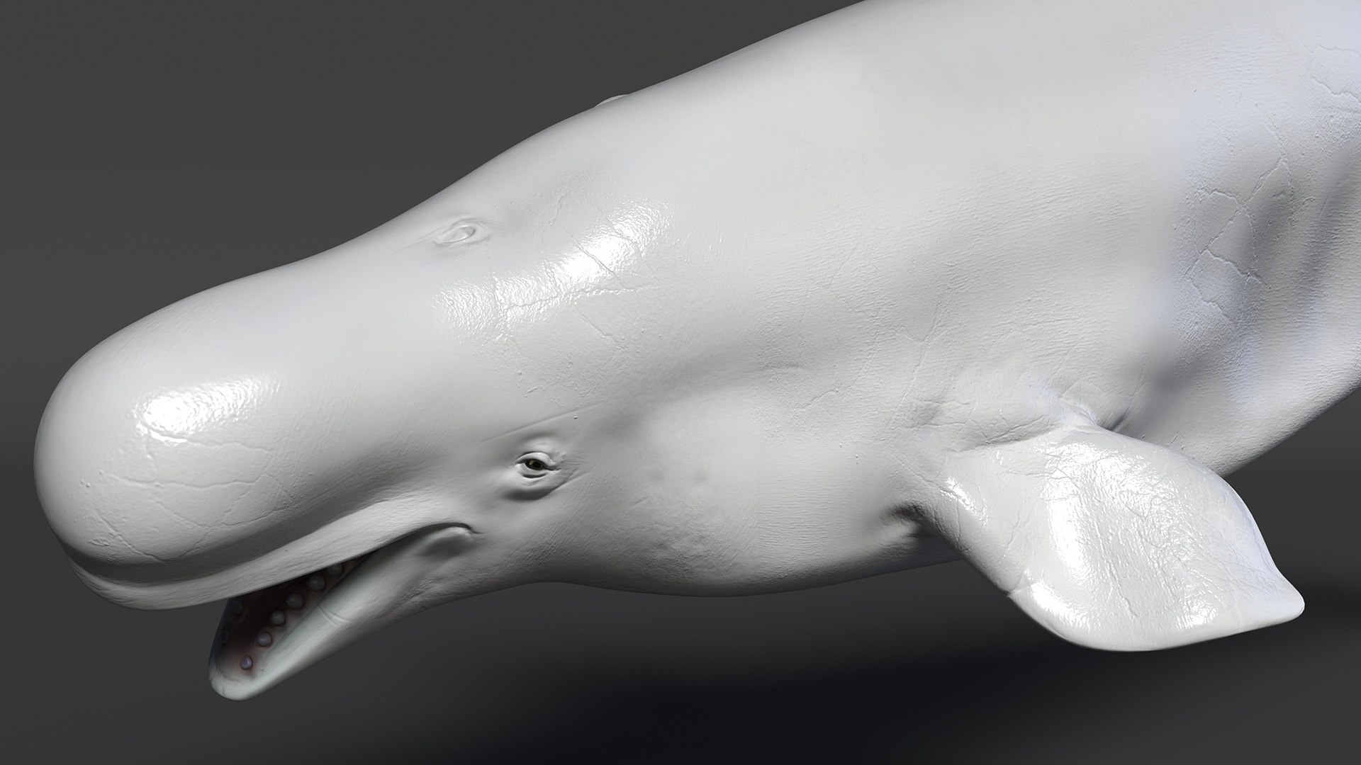 3D Beluga Whale Adult Rigged https://p.turbosquid.com/ts-thumb/cV/oIgjW8/Xh/belugawhaleadultriggedmb3dmodel019/jpg/1676340377/1920x1080/fit_q87/9827e5fabfdb1dc05581bcfde0ba296d1b5be224/belugawhaleadultriggedmb3dmodel019.jpg