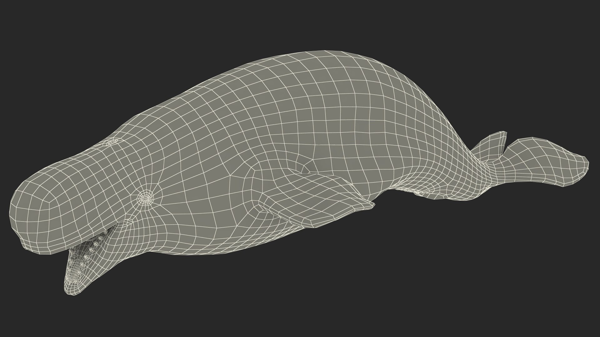 3D Beluga Whale Adult Rigged https://p.turbosquid.com/ts-thumb/cV/oIgjW8/rQ/belugawhaleadultriggedmb3dmodel034/jpg/1676340429/1920x1080/fit_q87/20d45f4263761555a5363bc10c37fd99880a01da/belugawhaleadultriggedmb3dmodel034.jpg