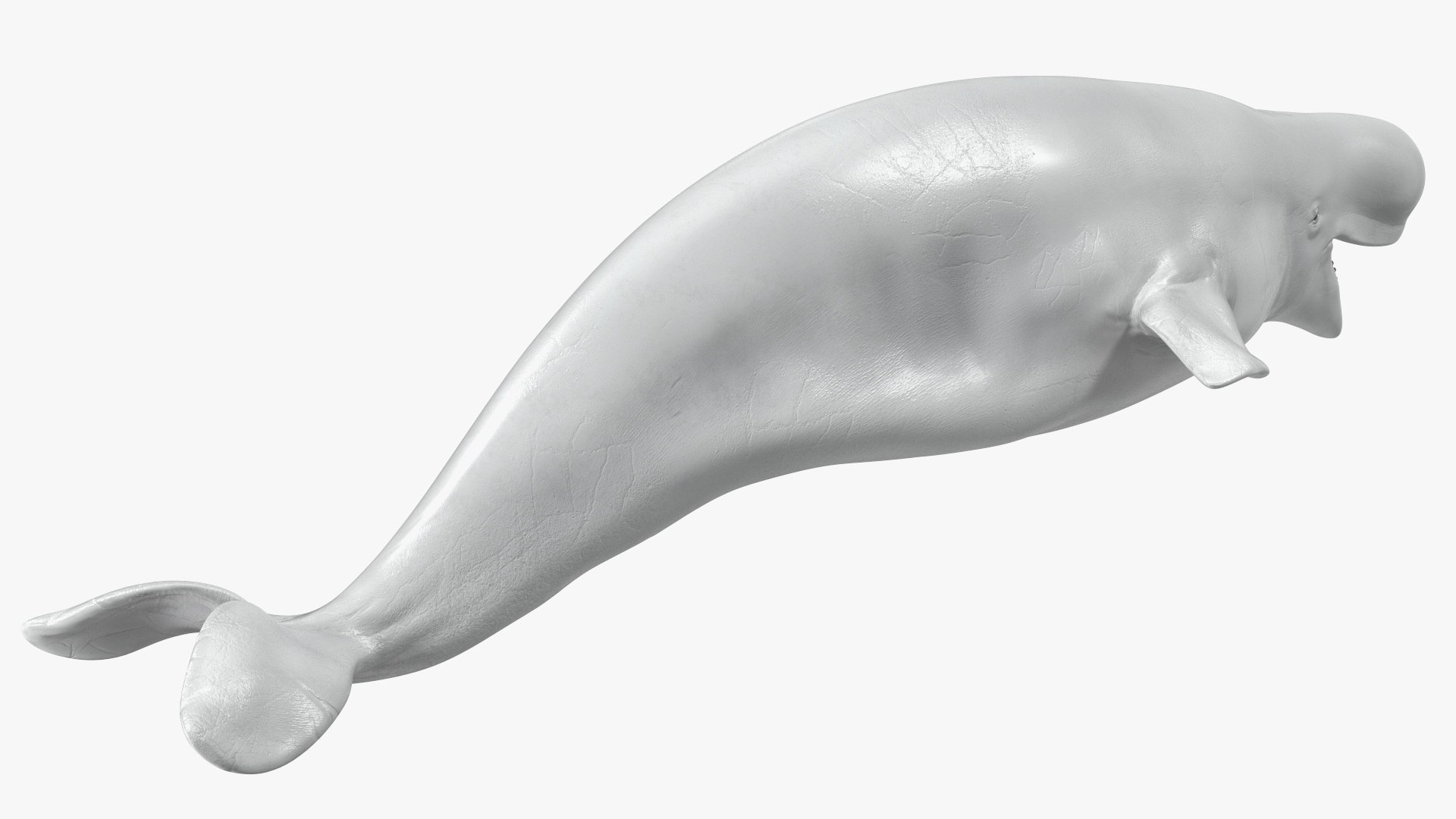3D Beluga Whale Adult Rigged https://p.turbosquid.com/ts-thumb/cV/oIgjW8/tJ/belugawhaleadultriggedmb3dmodel023/jpg/1676340390/1920x1080/fit_q87/576db8ceb59ab936bf71100b021aa5a95f9e678d/belugawhaleadultriggedmb3dmodel023.jpg