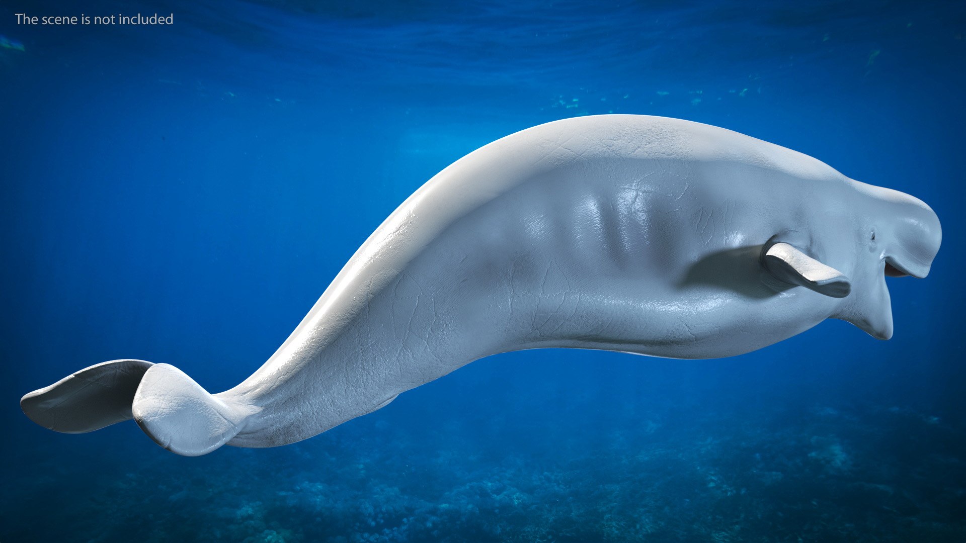 3D Beluga Whale Adult Rigged https://p.turbosquid.com/ts-thumb/cV/oIgjW8/u3/belugawhaleadultriggedmb3dmodel008/jpg/1676340340/1920x1080/fit_q87/e92c06d33c0c7e26cbfa0f8630677b8ae75f0c7f/belugawhaleadultriggedmb3dmodel008.jpg