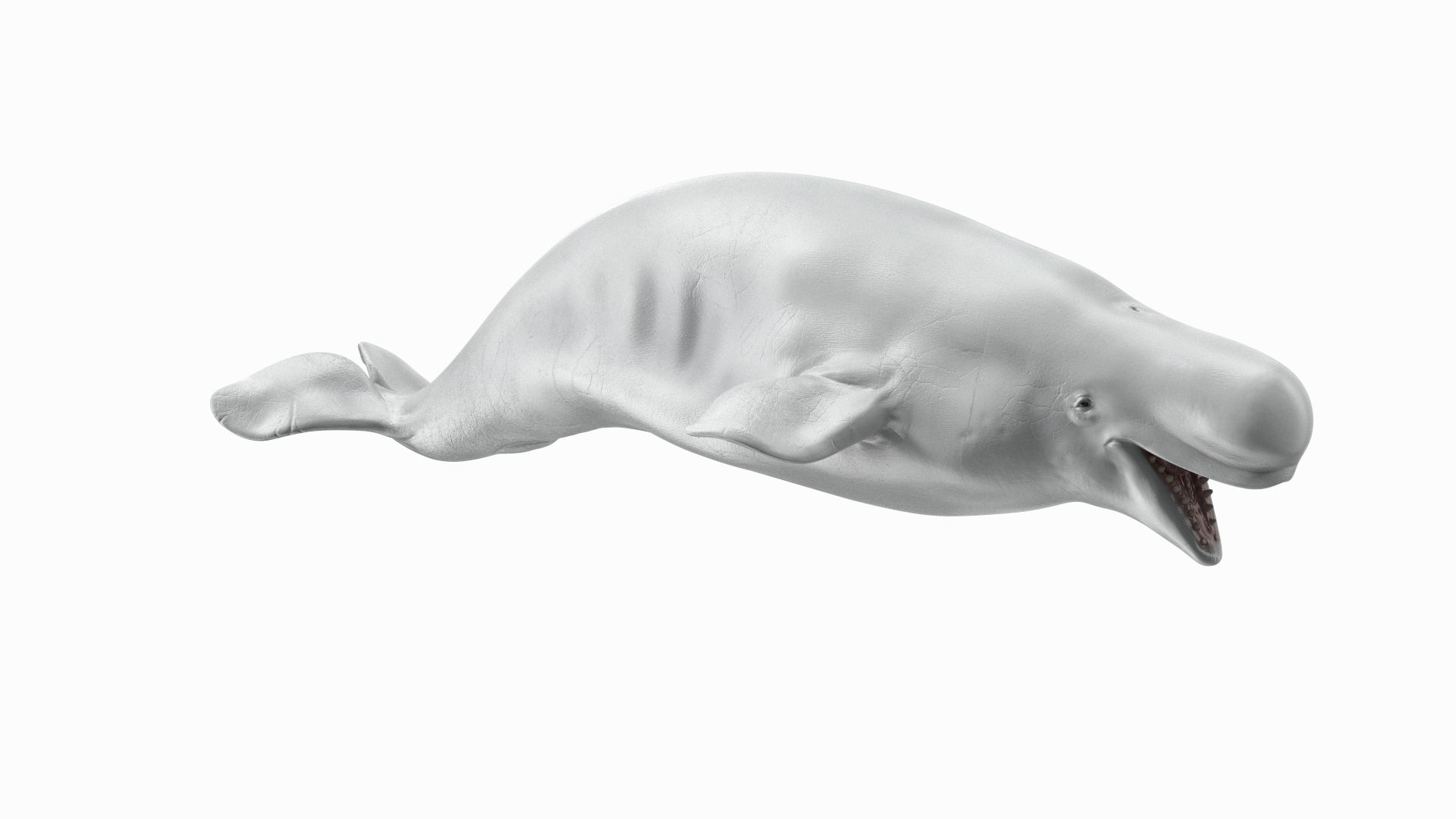 3D Beluga Whale Adult Rigged https://p.turbosquid.com/ts-thumb/cV/oIgjW8/vu/beluga_whale_adult_rigged_360/jpg/1676339807/1920x1080/turn_fit_q99/93d205d6c65a35abc06e86d3c0e8d4a112dfba97/beluga_whale_adult_rigged_360-1.jpg