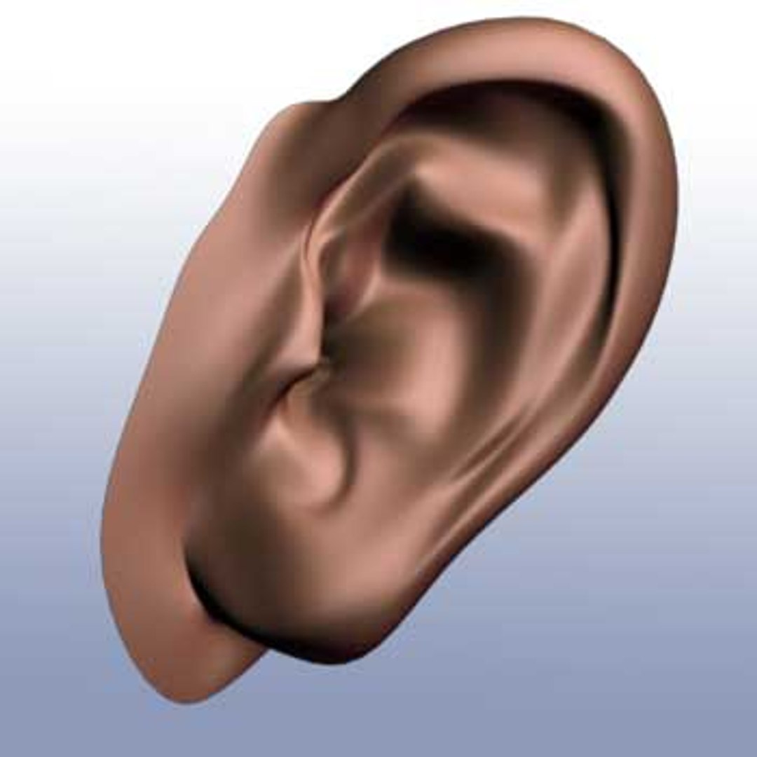 Ears 3d Model