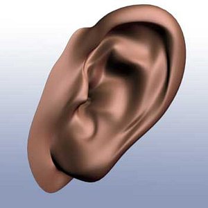ears 3d model