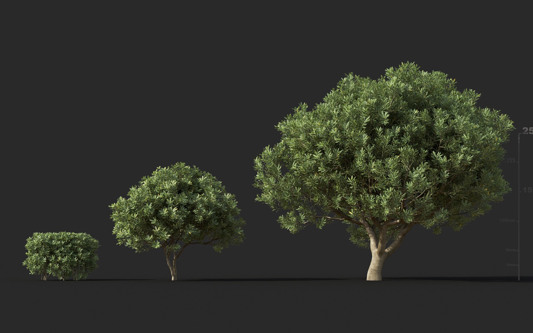3D model mediterranean garden plants includes https://p.turbosquid.com/ts-thumb/cV/sDPbBf/1JHjbiRT/mt_pm_v60_pittosporum_tobira_01_0406/jpg/1605496374/1920x1080/fit_q87/65aa3dec232baa36cb7a5a26dc6b3fb57da51f34/mt_pm_v60_pittosporum_tobira_01_0406.jpg