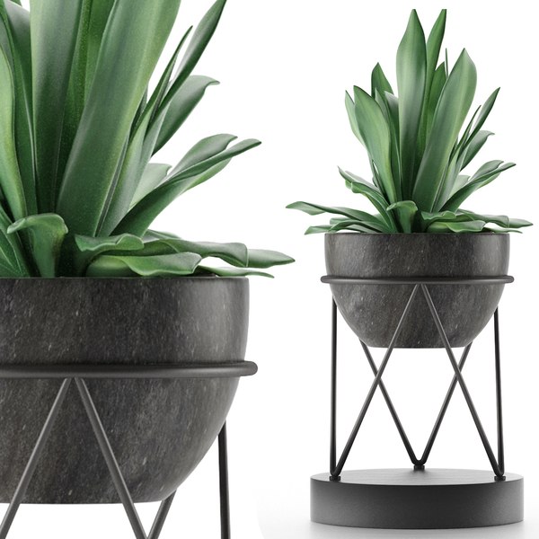 3D house plant 27 model - TurboSquid 1591937