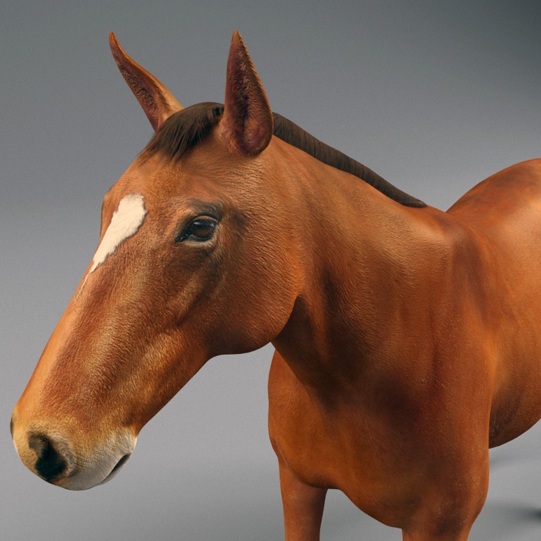 chinese horse carriage 3d model https://p.turbosquid.com/ts-thumb/cW/NLqwCq/DaGww6VC/chinese_horse_and_carriage_21/jpg/1282851429/1920x1080/fit_q87/7af4dd9ac5d8dce725ed31e78c0d11bf0b6a7575/chinese_horse_and_carriage_21.jpg
