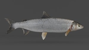 3D Whitefish