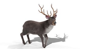 Fur Rigged Gray Deer Stag Blender 3D model