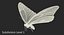 Common Morpho Butterfly