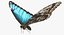 Common Morpho Butterfly
