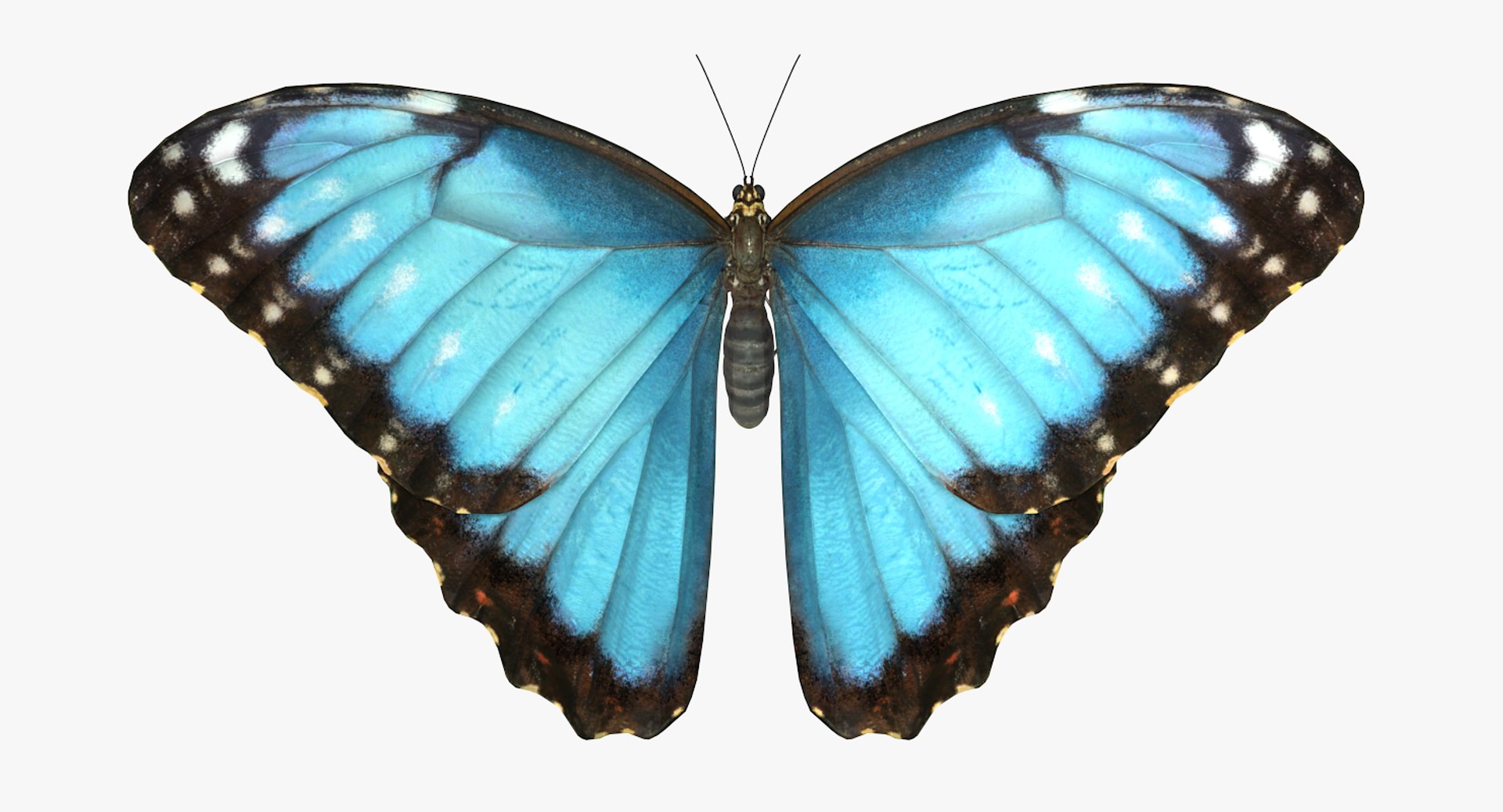 Common Morpho Butterfly 3D model preview
