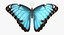 Common Morpho Butterfly