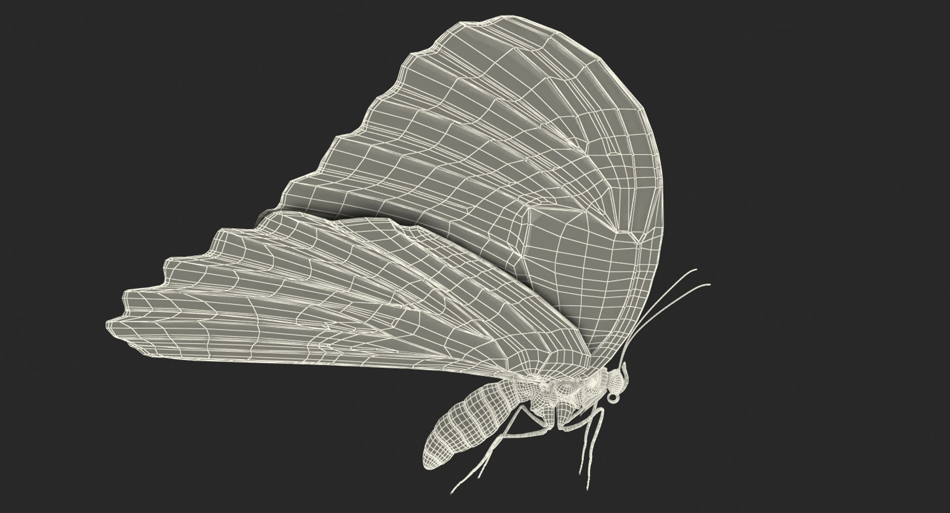 3D common morpho butterfly model https://p.turbosquid.com/ts-thumb/cW/kxv3fd/67GvwneB/commonmorphobutterfly3dmodel022/jpg/1496293353/1920x1080/fit_q87/1cf98d87dda98c5d957b81df6bd337f7aa3c2783/commonmorphobutterfly3dmodel022.jpg