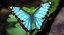 Common Morpho Butterfly