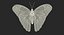 Common Morpho Butterfly