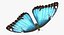 Common Morpho Butterfly