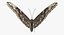 Common Morpho Butterfly