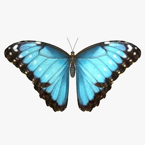 3D common morpho butterfly model