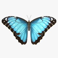 Common Morpho Butterfly