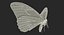 Common Morpho Butterfly
