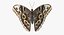Common Morpho Butterfly