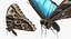 Common Morpho Butterfly