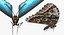 Common Morpho Butterfly
