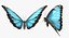 Common Morpho Butterfly