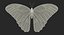Common Morpho Butterfly