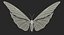 Common Morpho Butterfly